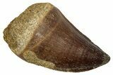 Fossil Prognathodontid Mosasaur Tooth - Morocco #345136-1